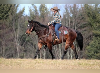 American Quarter Horse, Castrone, 12 Anni, 150 cm, Baio roano