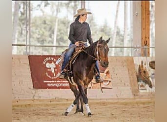American Quarter Horse, Castrone, 12 Anni, 150 cm, Baio scuro