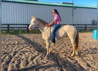 American Quarter Horse, Castrone, 12 Anni, 150 cm, Champagne