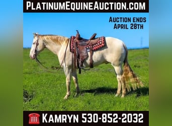 American Quarter Horse, Castrone, 12 Anni, 150 cm, Champagne