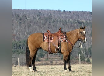 American Quarter Horse, Castrone, 12 Anni, 150 cm, Falbo