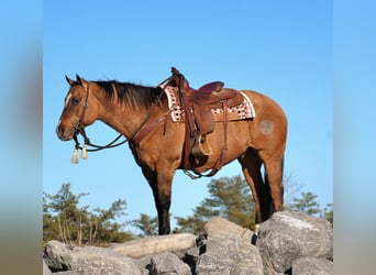 American Quarter Horse, Castrone, 12 Anni, 150 cm, Falbo