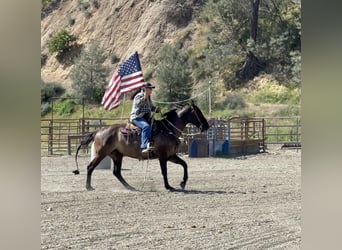 American Quarter Horse, Castrone, 12 Anni, 150 cm, Grullo