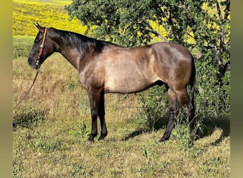 American Quarter Horse, Castrone, 12 Anni, 150 cm, Grullo