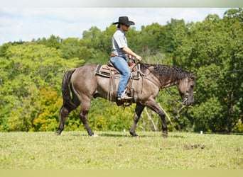American Quarter Horse, Castrone, 12 Anni, 150 cm, Grullo