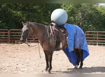 American Quarter Horse, Castrone, 12 Anni, 150 cm, Grullo