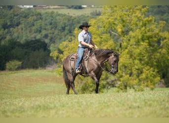 American Quarter Horse, Castrone, 12 Anni, 150 cm, Grullo