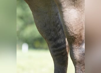 American Quarter Horse, Castrone, 12 Anni, 150 cm, Grullo