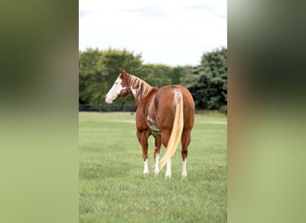 American Quarter Horse, Castrone, 12 Anni, 150 cm, Overo-tutti i colori