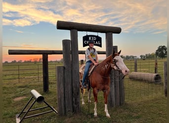 American Quarter Horse, Castrone, 12 Anni, 150 cm, Overo-tutti i colori