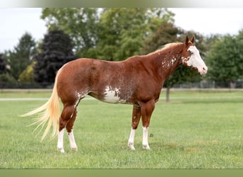 American Quarter Horse, Castrone, 12 Anni, 150 cm, Overo-tutti i colori