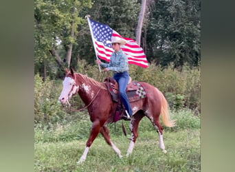 American Quarter Horse, Castrone, 12 Anni, 150 cm, Overo-tutti i colori