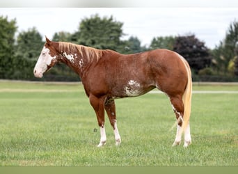 American Quarter Horse, Castrone, 12 Anni, 150 cm, Overo-tutti i colori