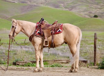 American Quarter Horse, Castrone, 12 Anni, 150 cm, Palomino