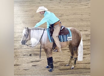 American Quarter Horse, Castrone, 12 Anni, 150 cm, Palomino