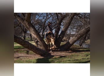 American Quarter Horse, Castrone, 12 Anni, 150 cm, Pelle di daino