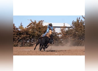 American Quarter Horse, Castrone, 12 Anni, 150 cm, Pelle di daino