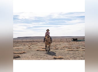 American Quarter Horse, Castrone, 12 Anni, 150 cm, Pelle di daino