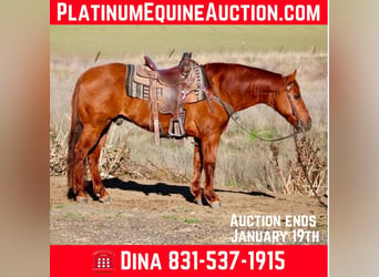 American Quarter Horse, Castrone, 12 Anni, 150 cm, Red dun