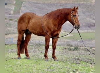 American Quarter Horse, Castrone, 12 Anni, 150 cm, Red dun