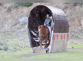 American Quarter Horse, Castrone, 12 Anni, 150 cm, Red dun