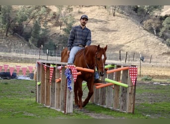 American Quarter Horse, Castrone, 12 Anni, 150 cm, Red dun