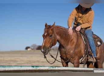 American Quarter Horse, Castrone, 12 Anni, 150 cm, Roano rosso