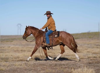 American Quarter Horse, Castrone, 12 Anni, 150 cm, Roano rosso