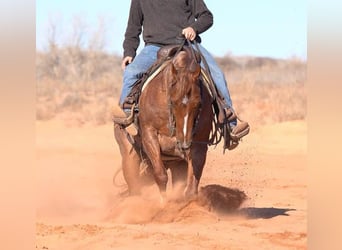 American Quarter Horse, Castrone, 12 Anni, 150 cm, Roano rosso