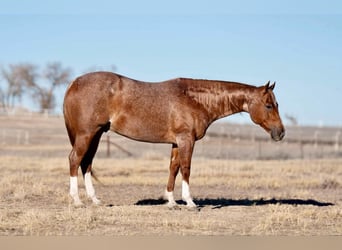 American Quarter Horse, Castrone, 12 Anni, 150 cm, Roano rosso