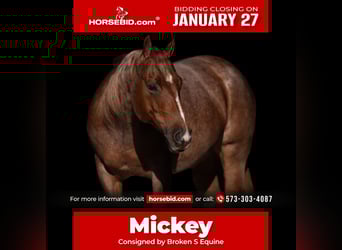 American Quarter Horse, Castrone, 12 Anni, 150 cm, Roano rosso