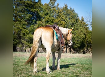 American Quarter Horse, Castrone, 12 Anni, 150 cm, Sauro ciliegia