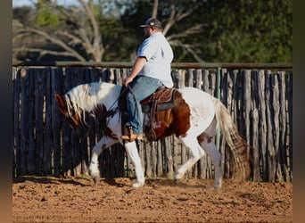 American Quarter Horse, Castrone, 12 Anni, 150 cm, Tobiano-tutti i colori