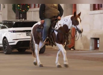 American Quarter Horse, Castrone, 12 Anni, 150 cm, Tobiano-tutti i colori