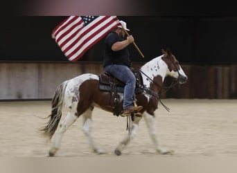 American Quarter Horse, Castrone, 12 Anni, 150 cm, Tobiano-tutti i colori