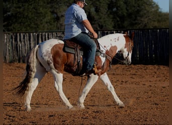 American Quarter Horse, Castrone, 12 Anni, 150 cm, Tobiano-tutti i colori