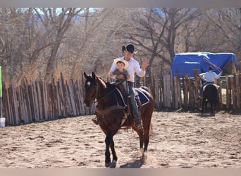 American Quarter Horse, Castrone, 12 Anni, 152 cm, Baio ciliegia