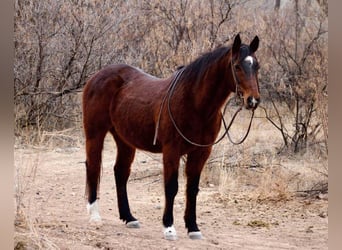 American Quarter Horse, Castrone, 12 Anni, 152 cm, Baio ciliegia