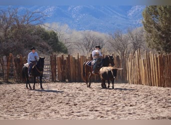 American Quarter Horse, Castrone, 12 Anni, 152 cm, Baio ciliegia