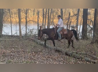 American Quarter Horse, Castrone, 12 Anni, 152 cm, Baio ciliegia