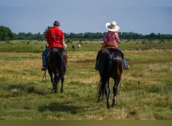 American Quarter Horse, Castrone, 12 Anni, 152 cm, Baio ciliegia