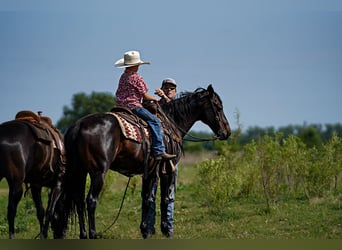 American Quarter Horse, Castrone, 12 Anni, 152 cm, Baio ciliegia