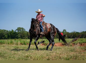 American Quarter Horse, Castrone, 12 Anni, 152 cm, Baio ciliegia