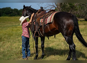 American Quarter Horse, Castrone, 12 Anni, 152 cm, Baio ciliegia