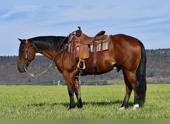 American Quarter Horse, Castrone, 12 Anni, 152 cm, Baio ciliegia