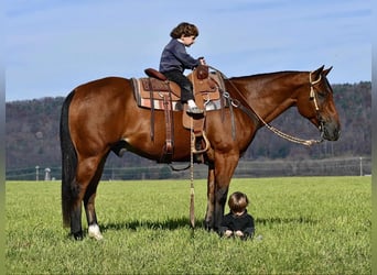 American Quarter Horse, Castrone, 12 Anni, 152 cm, Baio ciliegia