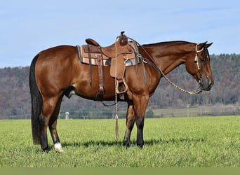 American Quarter Horse, Castrone, 12 Anni, 152 cm, Baio ciliegia