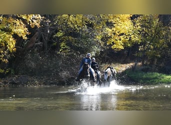 American Quarter Horse, Castrone, 12 Anni, 152 cm, Baio ciliegia