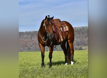 American Quarter Horse, Castrone, 12 Anni, 152 cm, Baio ciliegia