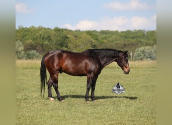 American Quarter Horse, Castrone, 12 Anni, 152 cm, Baio ciliegia